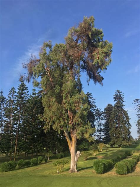 Image result for Lotr Tree Ent