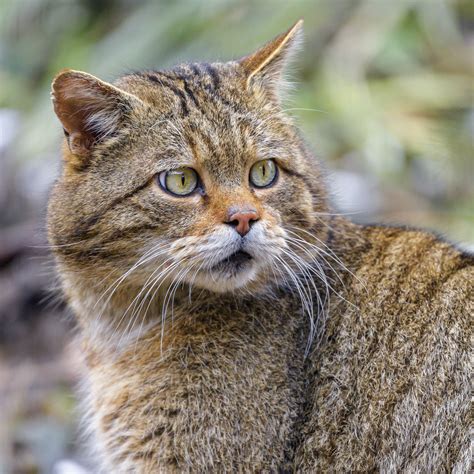 Download wallpaper 2780x2780 wild cat, glance, predator, wildlife ipad ...