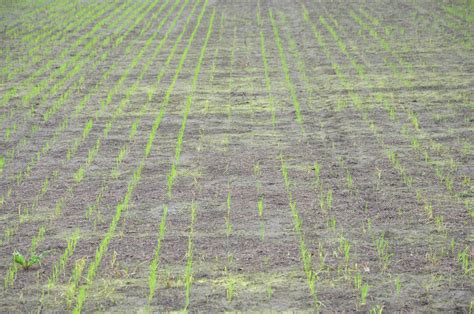 New disease surveys discover major fungal pathogens causing seedling diseases in rice – a Plant ...