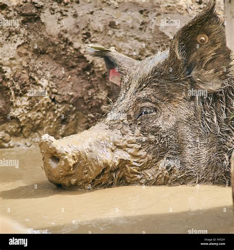 Pig slop hi-res stock photography and images - Alamy