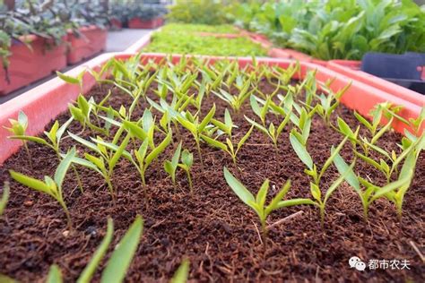 3月份，这10种蔬菜可以种植，易存活，5-6月收获，菜农们别错过 - 知乎