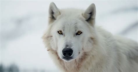 Arctic Wolves 的图像结果