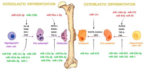 Prostate Most Cancers Bone Marrow Metastasis Monitoring The Response