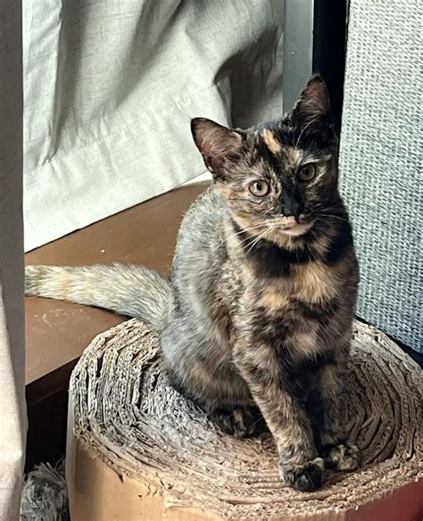 Cute Names For Tortoiseshell Kittens