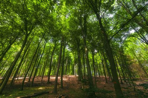 Beautiful Spring Forest 的图像结果