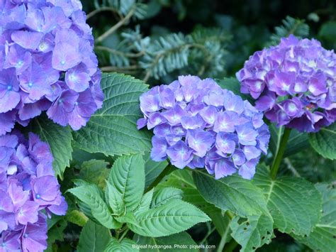Bigleaf Hydrangea Leaf