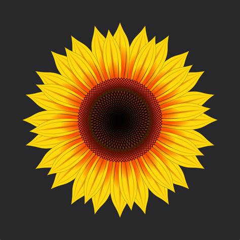 300,000+ Free Beautiful Sunflowers & Sunflower Images - Pixabay