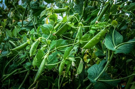 How To Plant Sugar Snap Pea Seeds at Virginia Barr blog