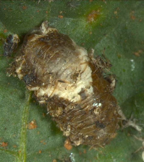Featured insects