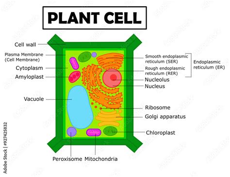 Plant Cell Structure 的图像结果
