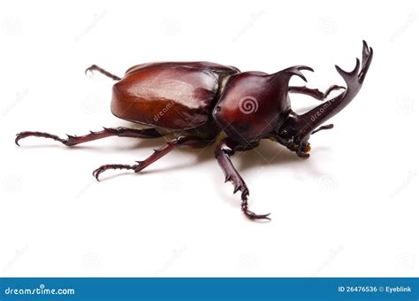 Japanese rhinoceros beetle stock photo. Image of wildlife - 26476536