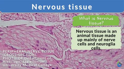 Nerve Cells Information