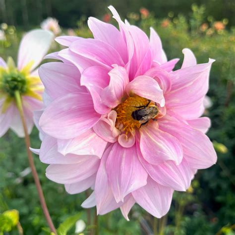 Dahlia Tuber || Opal – 3 Porch Farm