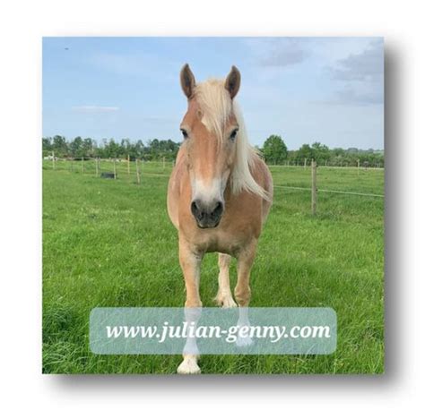 Image result for Communication Cheval