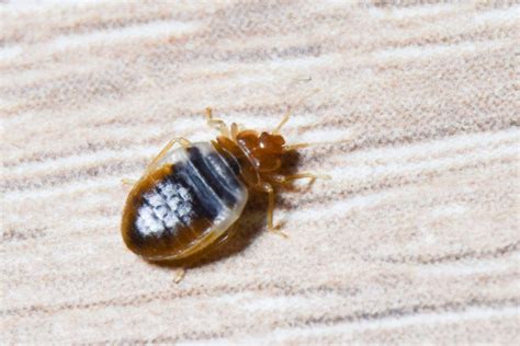 Does Baking Soda Kill Bed Bugs? – Beezzly