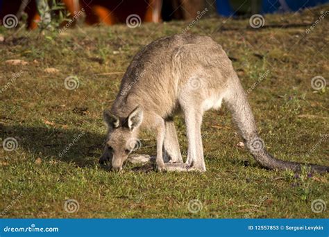 Eating kangaroo stock image. Image of tail, grass, wallaby - 12557853