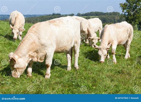 Charolais Beef Cows