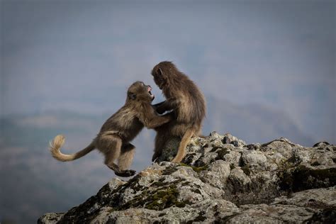 Image result for Animals Explodes