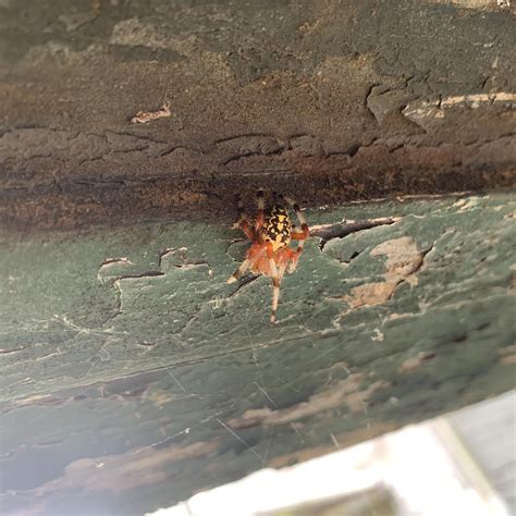 Google says Araneus marmoreus (marbled orb weaver). She built this ...