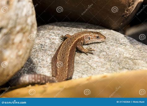 Brown lizard on rocks stock photo. Image of reptile, brown - 31743364