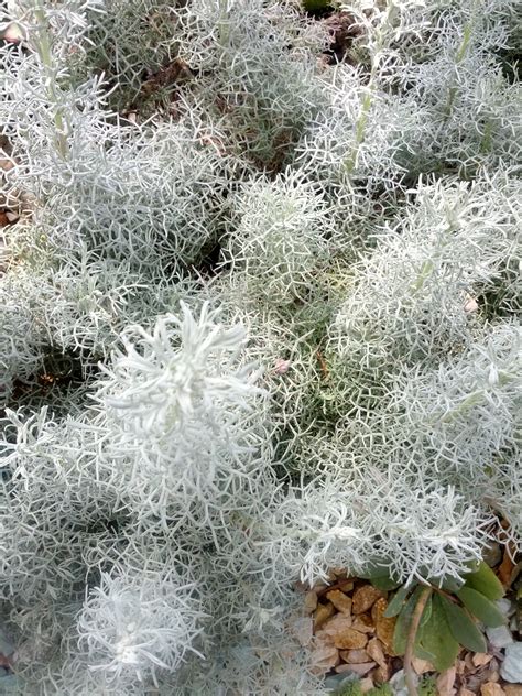 Winter Wonderland of Silvery Foliage – The Smarter Gardener
