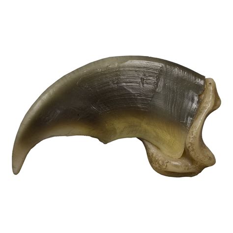 Replica Polar Bear Claw For Sale – Skulls Unlimited International, Inc.