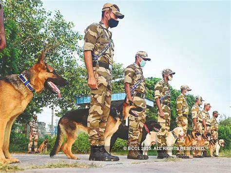 Malinois pups begin formal journey to find a place in ITBP's combat K9 ...