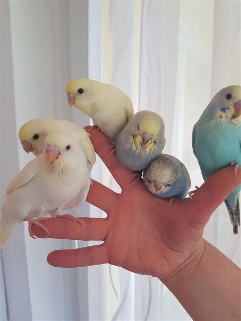 Hagoromo Helicopter Hauben Wellensittiche in Remscheid | Tiere ...