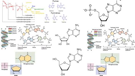 Image result for TaqMan Probe Structure