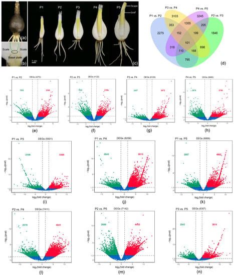 Transcriptome Analysis of Lycoris chinensis Bulbs Reveals Flowering in ...