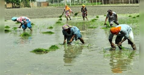 Paddy sowing season in Punjab will start from today, the state ...