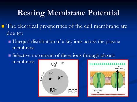 Image result for Resting potential Definition
