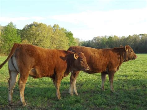 Limousin Cows – Breed Profile, Characteristics and Facts – Som2ny Network