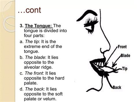 1. speech organs and their role | PPTX