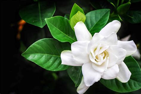 Growing Gardenias Indoors: A Guide to Success - Spirit Lake Garden Center