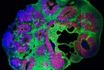 Image result for Path Biotech