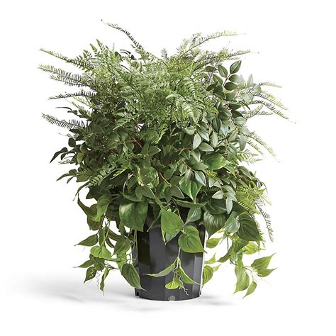 Outdoor Mixed Foliage Urn Filler | Frontgate