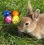 Image result for East Bunny