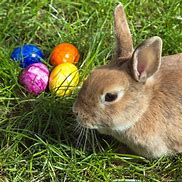 Image result for Easter Bunny Pic with Eggs