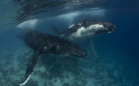 Blue Whales Underwater