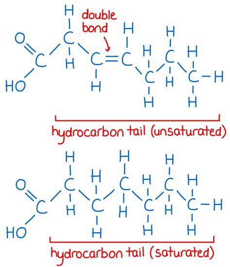 Structure Of Fatty Acid And Glycerol - structure of fatty acids
