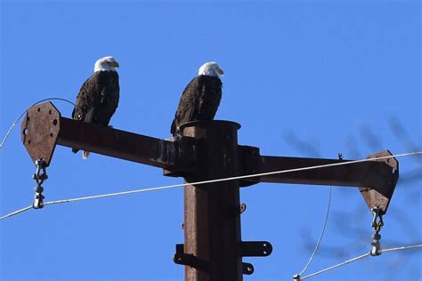 Soaring Over the Last Green Valley: A Walk to See Bald Eagles ...