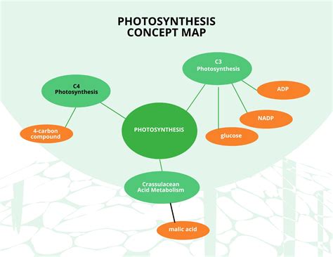 Photosynthesis Concept Map Template in Word, Google Docs - Download ...
