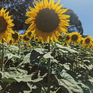 Farm Animal & mini Sunflower paddock, Harvey Farm Barn, 23 March 2024 ...