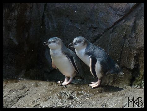 New Zealand - Penguins - Traveling Rockhopper