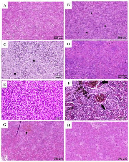 Therapeutic Intervention with Dietary Chitosan Nanoparticles Alleviates ...