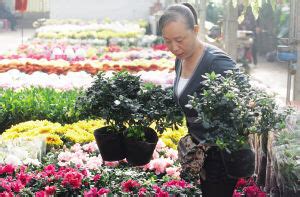 天津年产鲜花超200万盆 花卉市场居家消费占三成 园林资讯