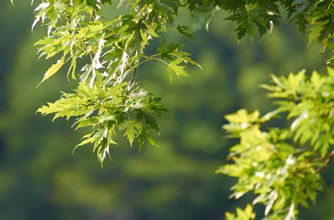 Image result for Maple Tree Leave CT