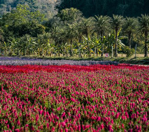 Om+Krishnaya+Vasudevaya+Haraye+Paramatmane+Mantra+Pc+Wallpaper Photos ...