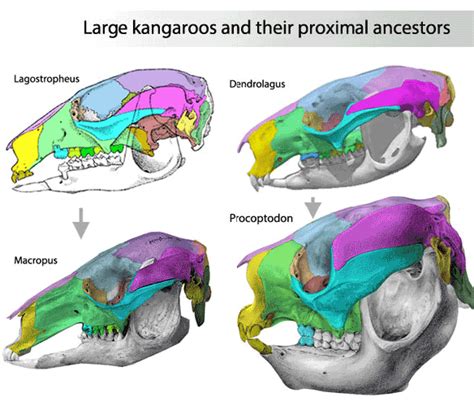 Image result for Kangaroo Evolution Tree